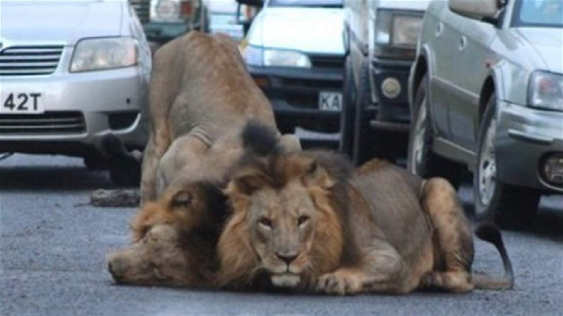 بالصوّر: أسدان يتجولان بين السيارات