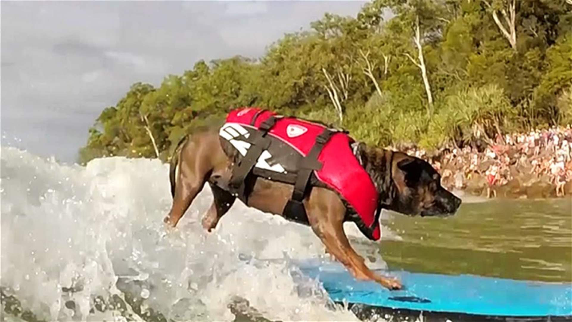 [VIDEO] Dogs Have Their Day at Australian Surfing Festival