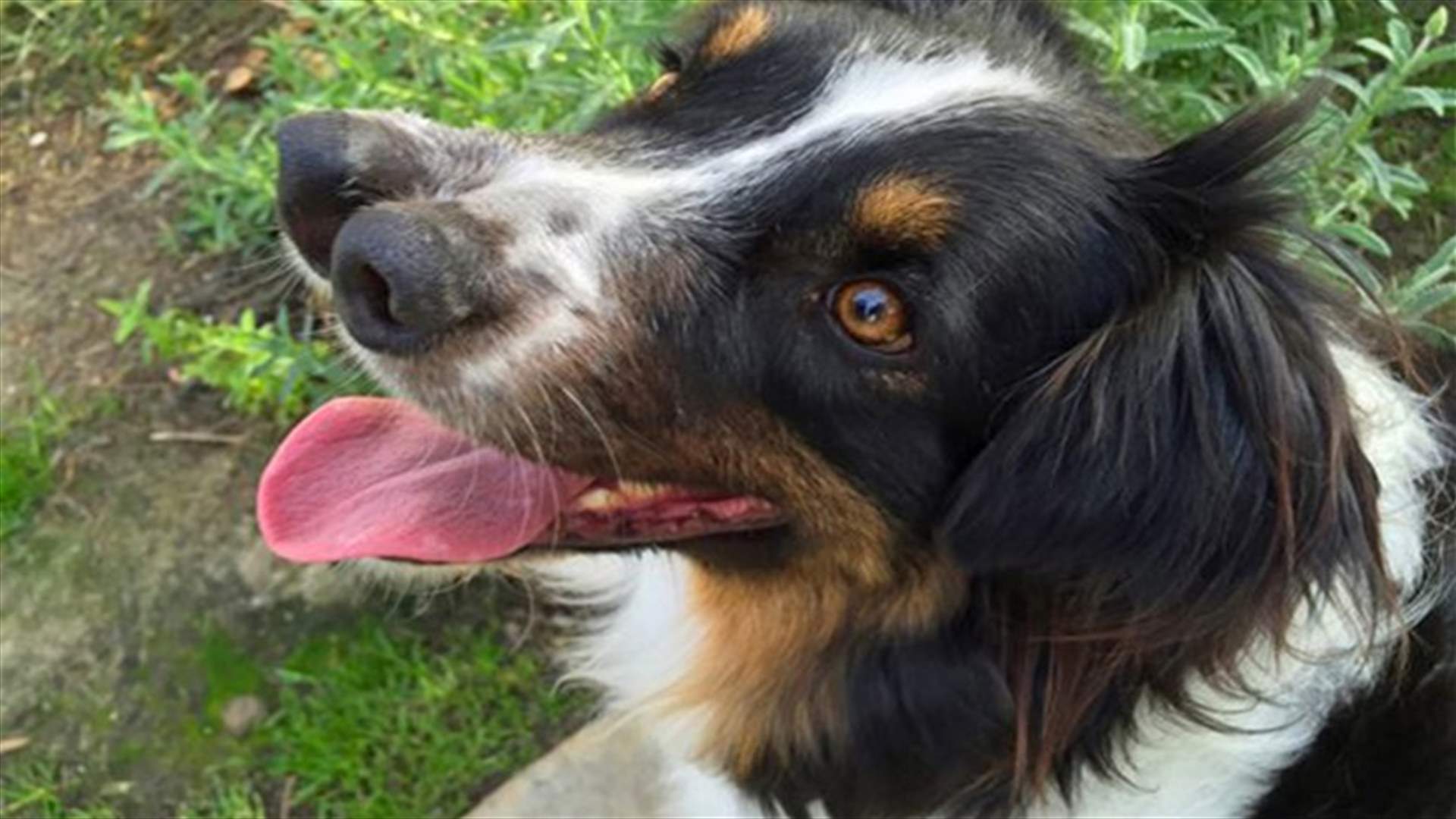 [VIDEO] Dog With Two Noses Rescued Hours Before He Was Due To Be Put Down