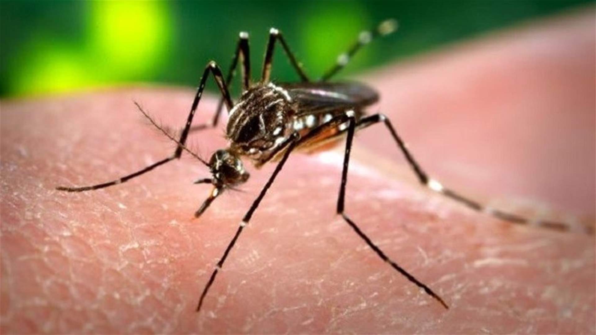 كوبا تكتشف أول حالة بفيروس زيكا أصيبت داخل البلاد
