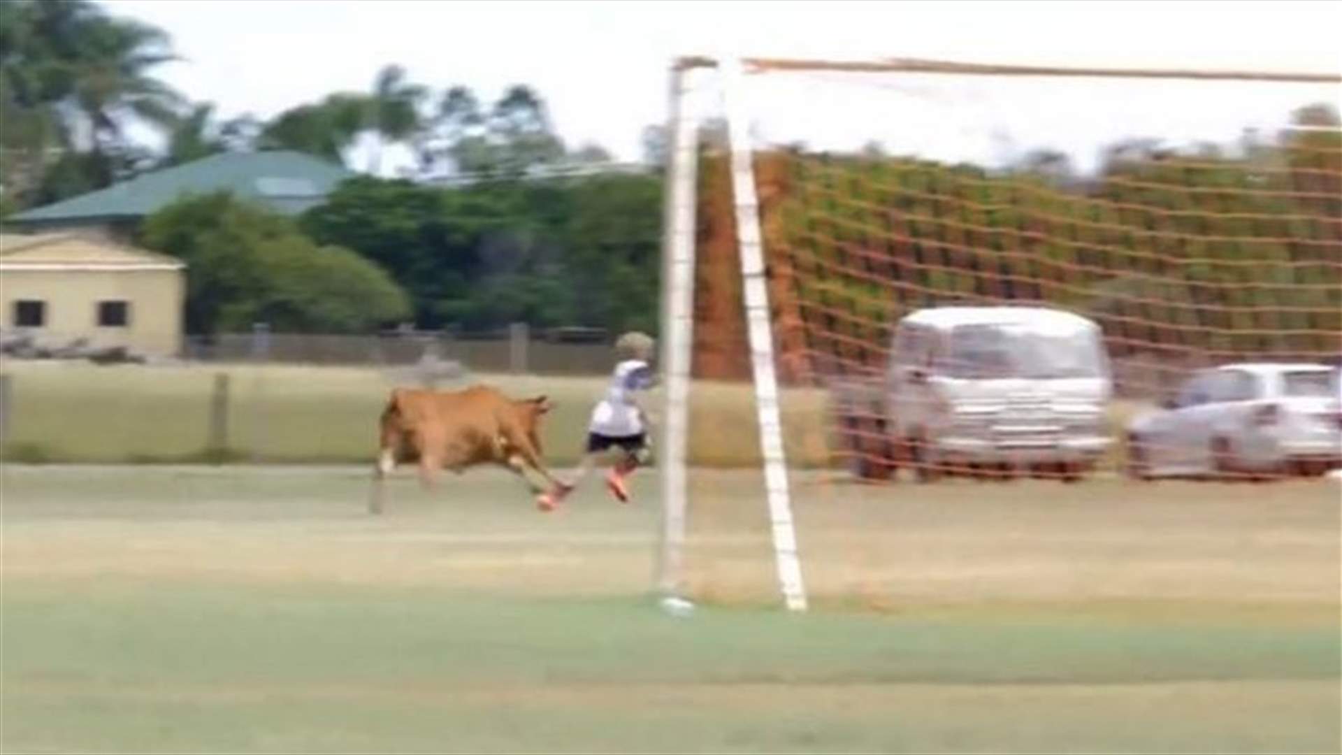 [VIDEO] Bull Crashes Soccer Game in Australia