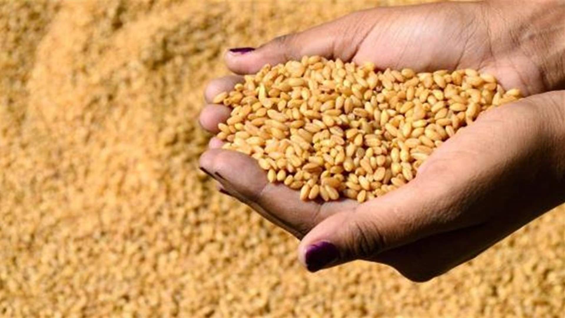 ملف القمح الى النيابة العامة التمييزية 