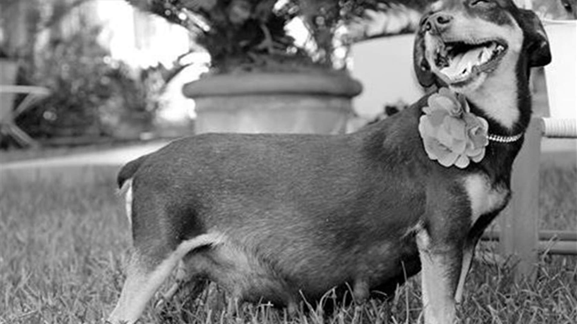 [PHOTOS] Pregnant Dog Poses for Photoshoot