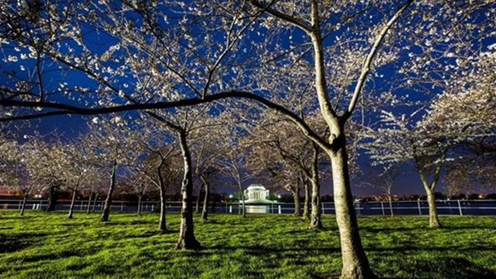 Cherry Blossom  في واشنطن