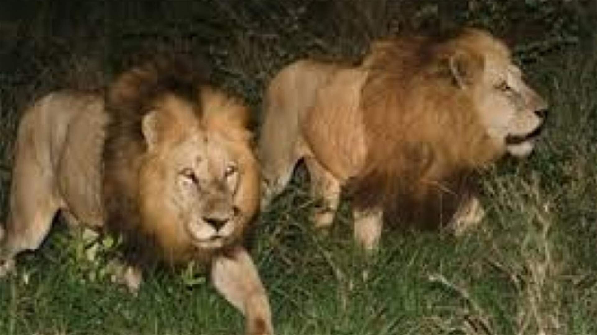 Kenyan Wildlife Rangers Shoot Dead Stray Lion Near The Capital