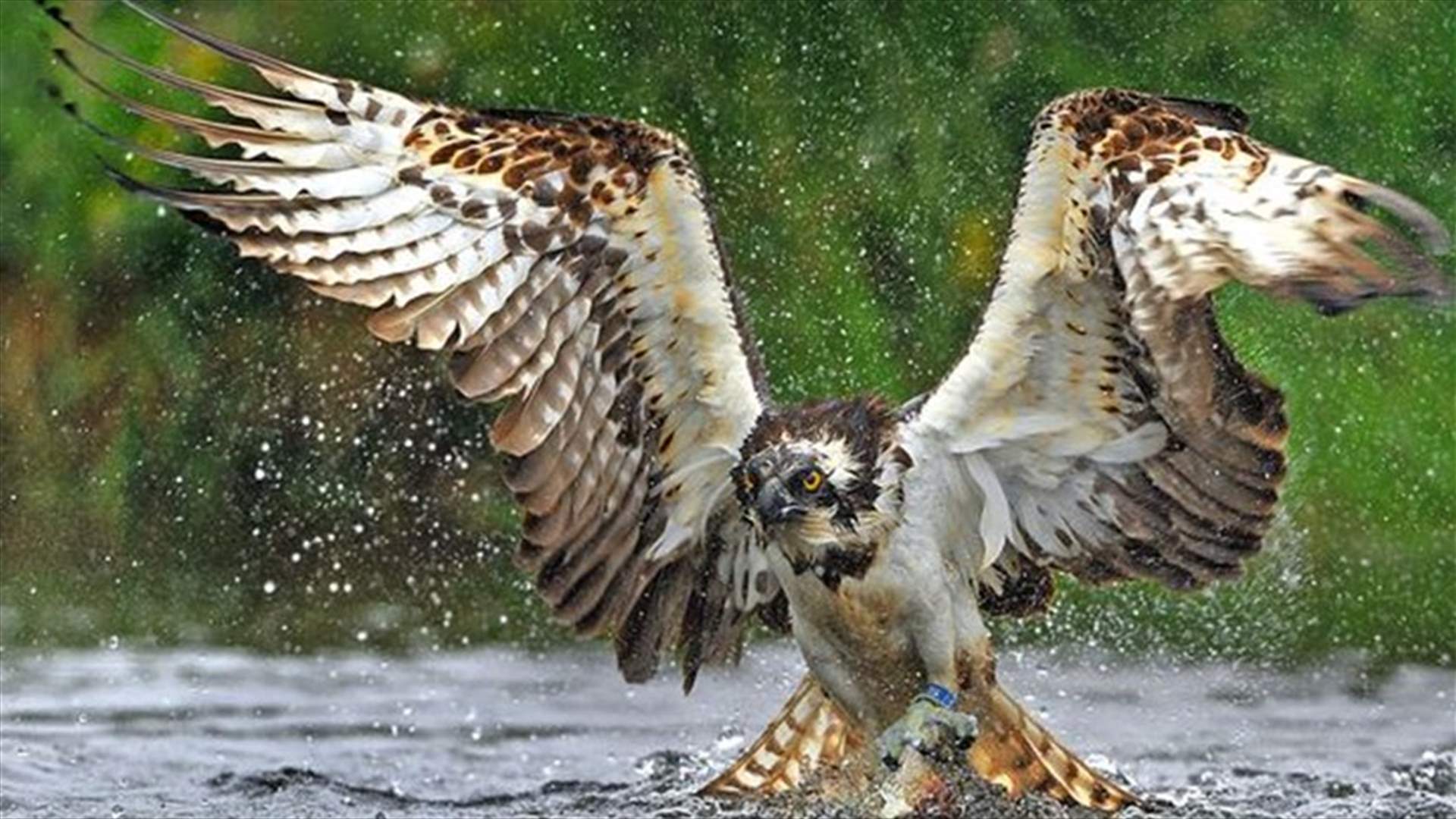 Stunning Photos Of Fish Eagle As It Goes In For River Hunt