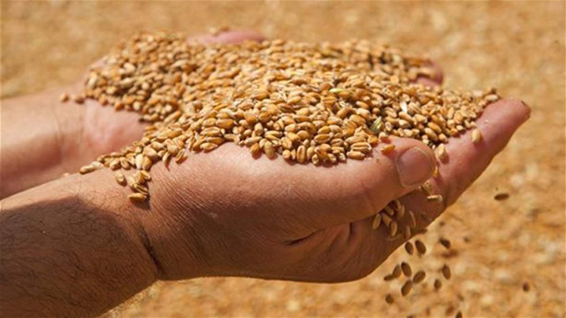 وزارة الزراعة توقف باخرة قمح غير مطابقة في المرفأ
