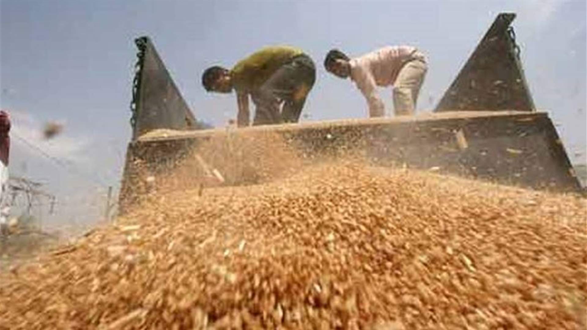 Egypt bans domestic trading of imported wheat