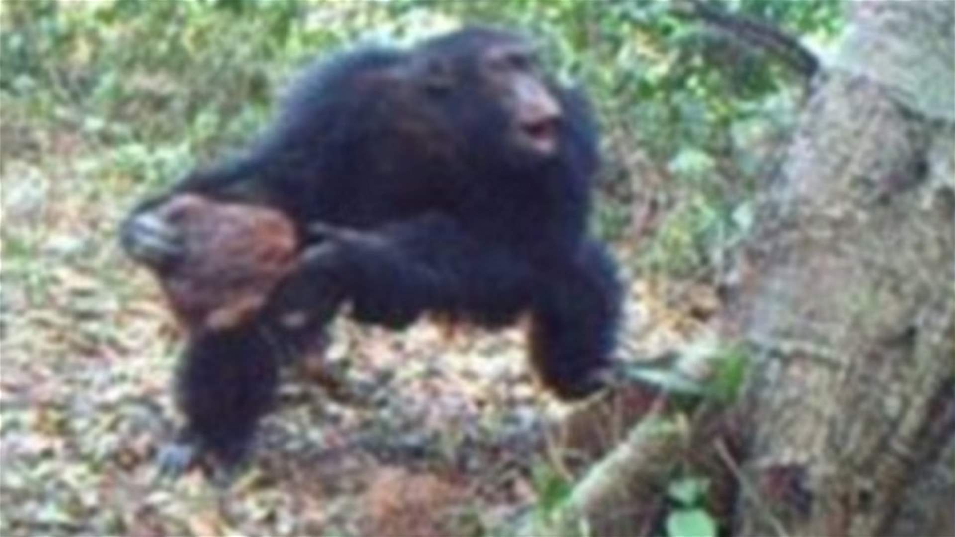 [VIDEO] Mysterious Chimpanzee Behavior Could Prove They Believe In God-Study