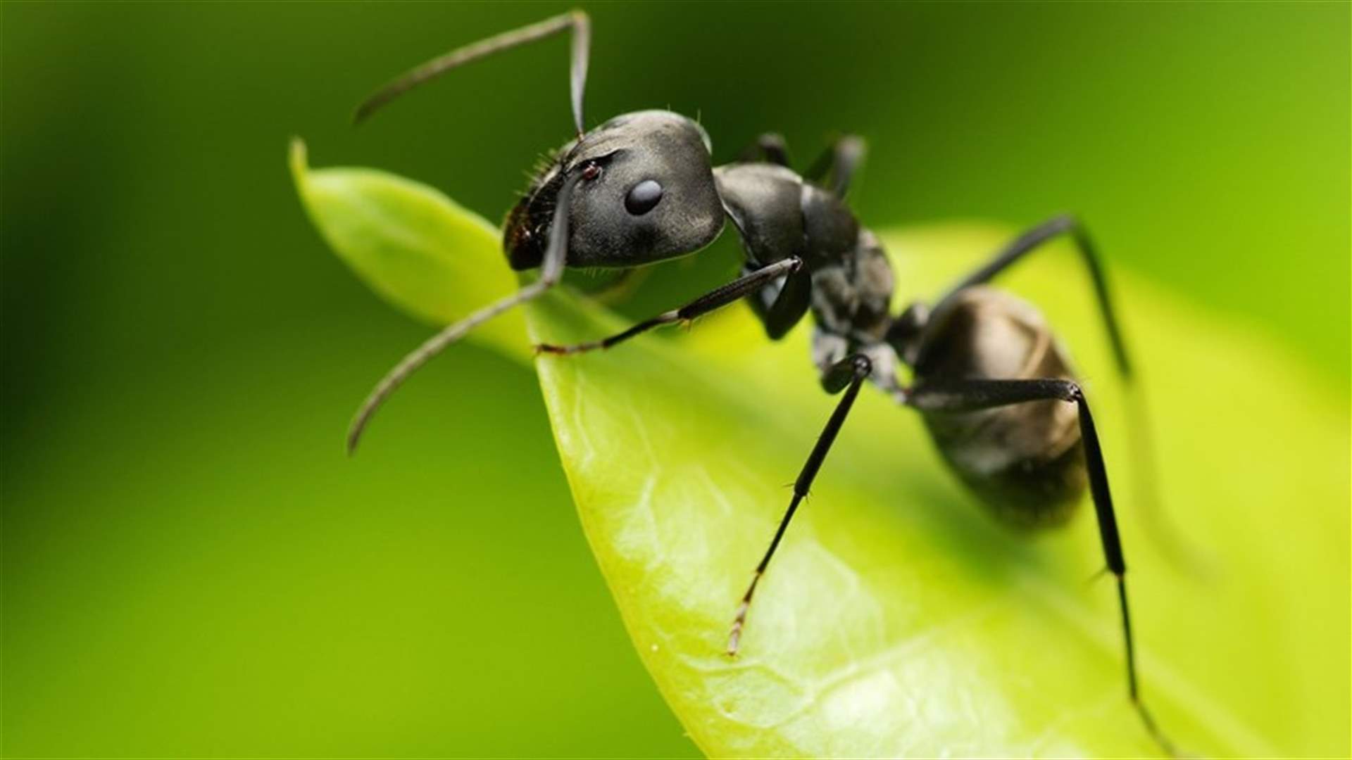 3 طرق طبيعيّة للتخلّص من النمل في المنزل