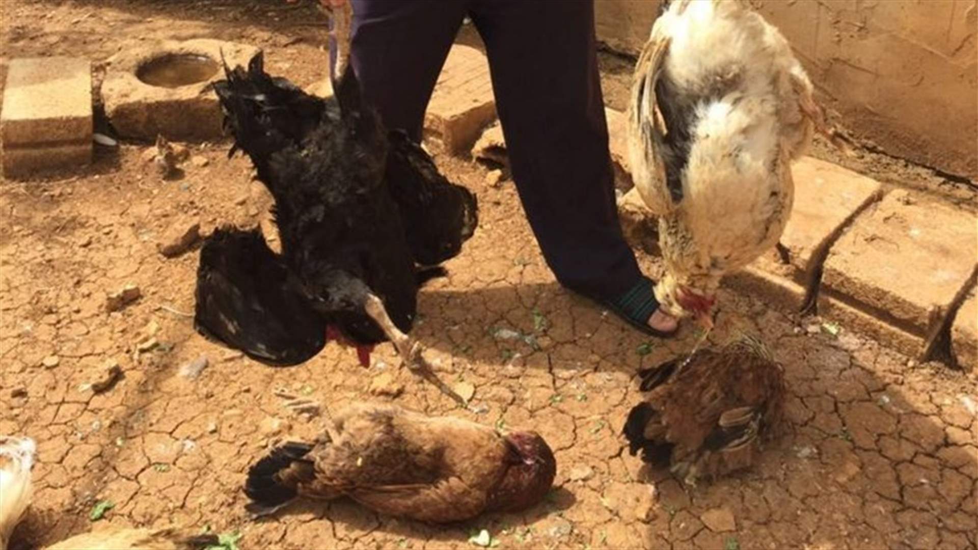 وزارة الزراعة تنفي ظهور انفلونزا الطيور في حاصبيا 