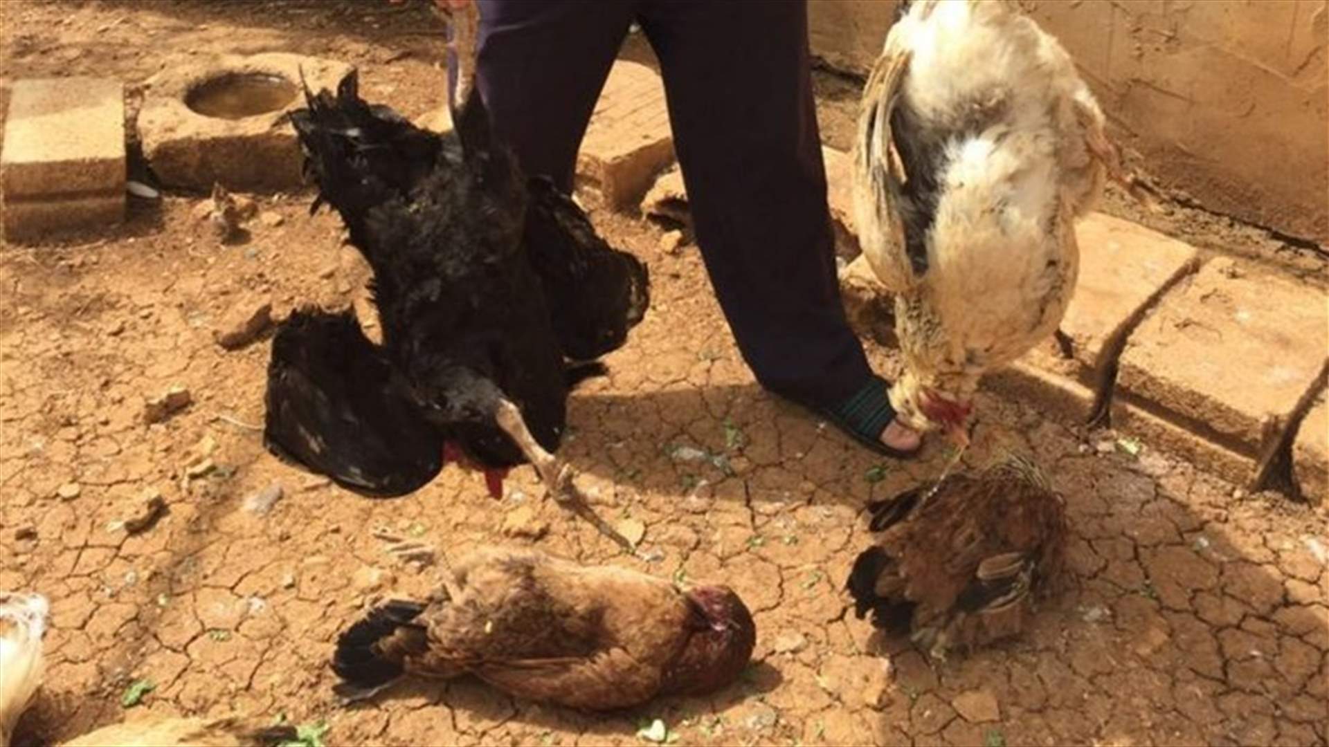 Agriculture Ministry denies the spread of Bird Flu virus in Hasbaya towns 