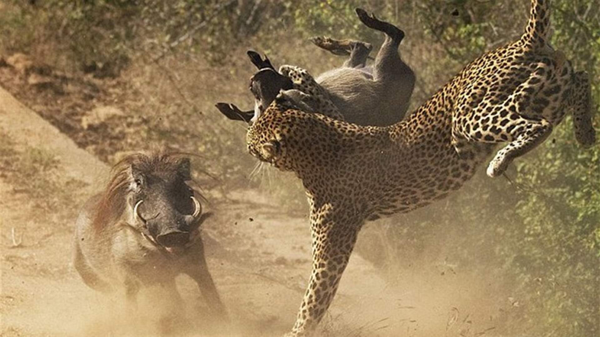 بالصوّر: خنزيرة برّية تنقضّ على فهد لتٌنقذ صغيرها
