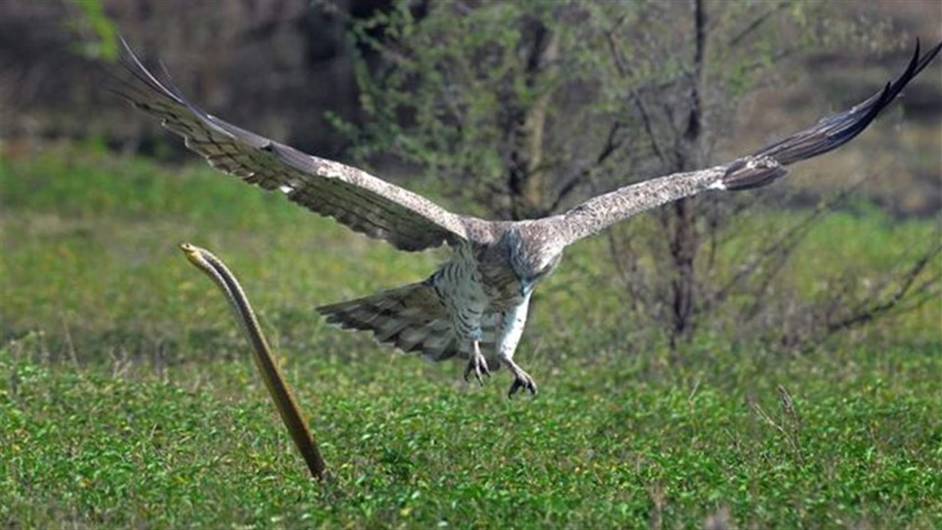 [PHOTOS] Amazing Moment Eagle Swoops Only To Be Attacked By Deadly Cobra