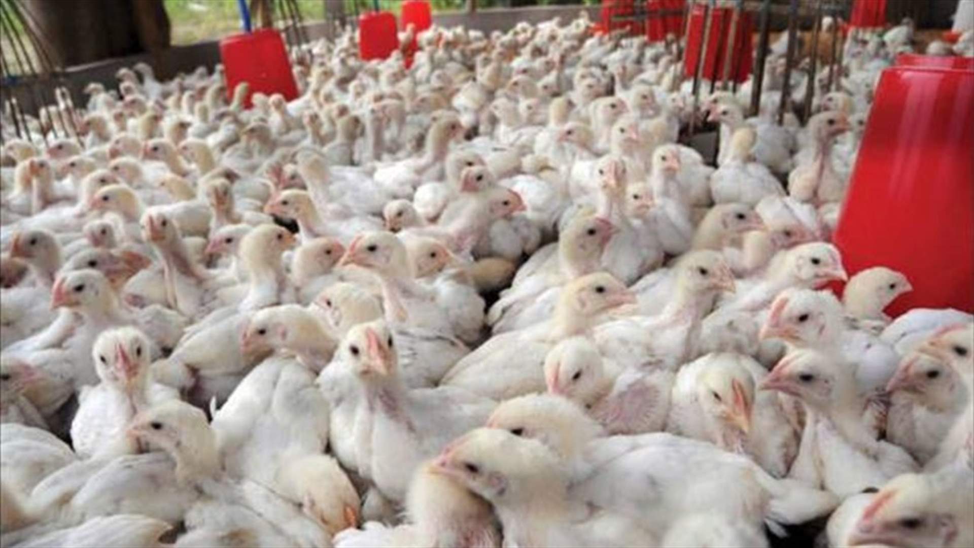 انتهاء عملية اعدام الطيور في البؤرة المصابة في النبي شيت