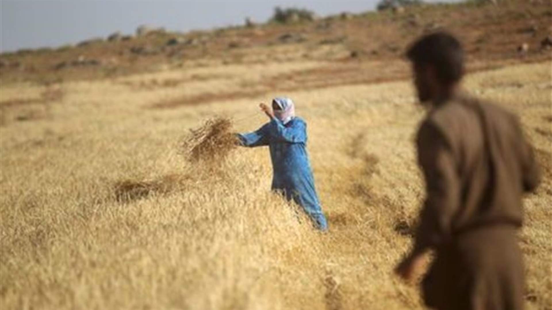 Syrian food crisis deepens as war chokes farming