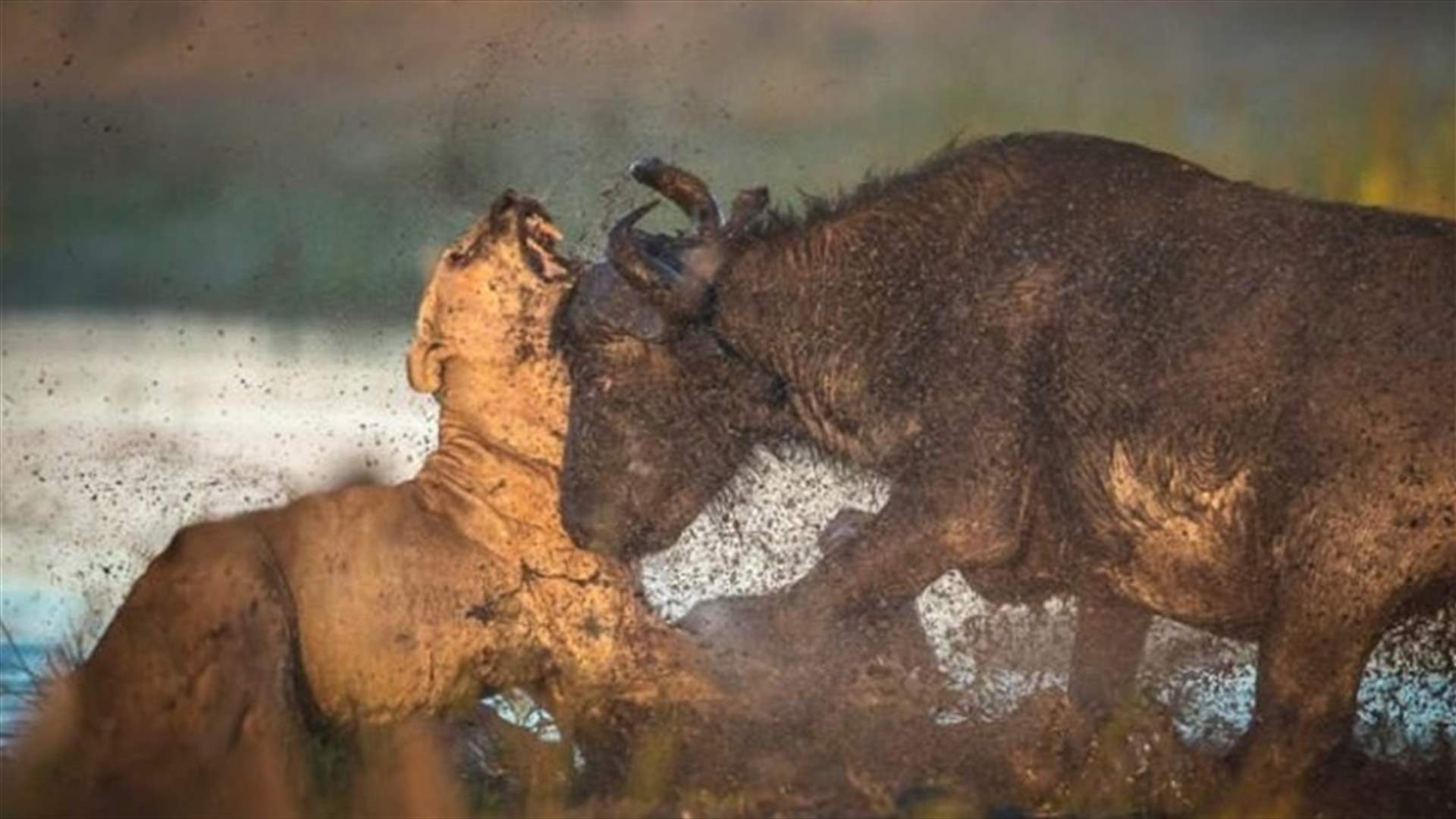 [PHOTOS] Lion Cruelly Killed During Attack on Buffalo