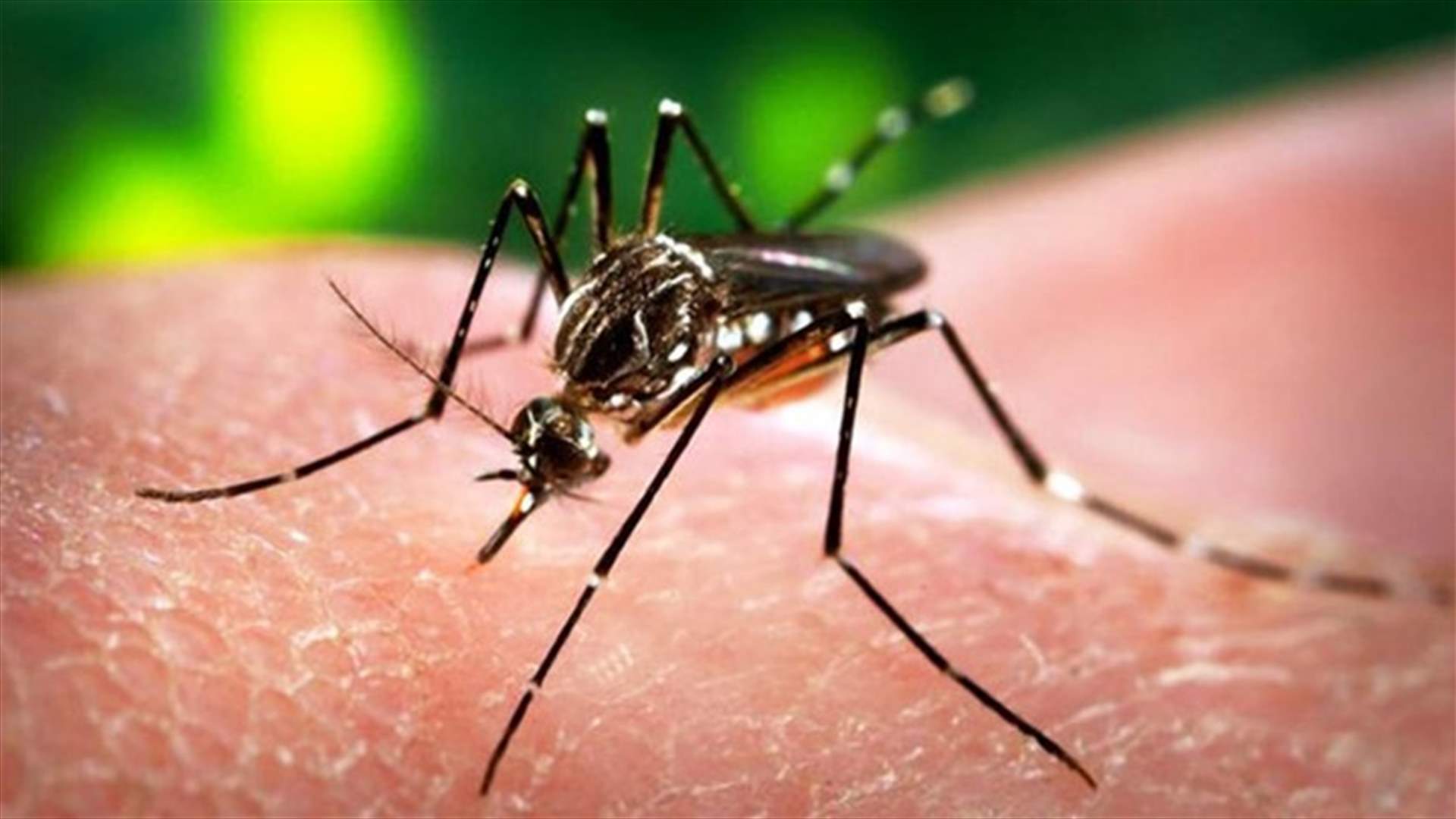 إصابة 65 امرأة حامل في بورتوريكو بفيروس زيكا... ووفاة شخص واحد