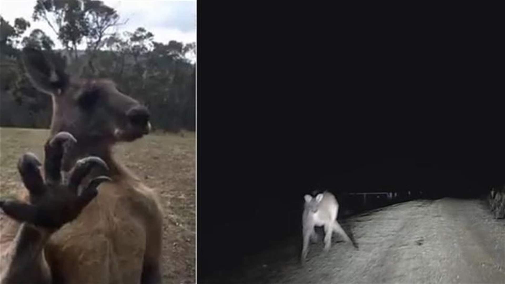 Is This The Scariest Animal In The World? These Videos Say It Is