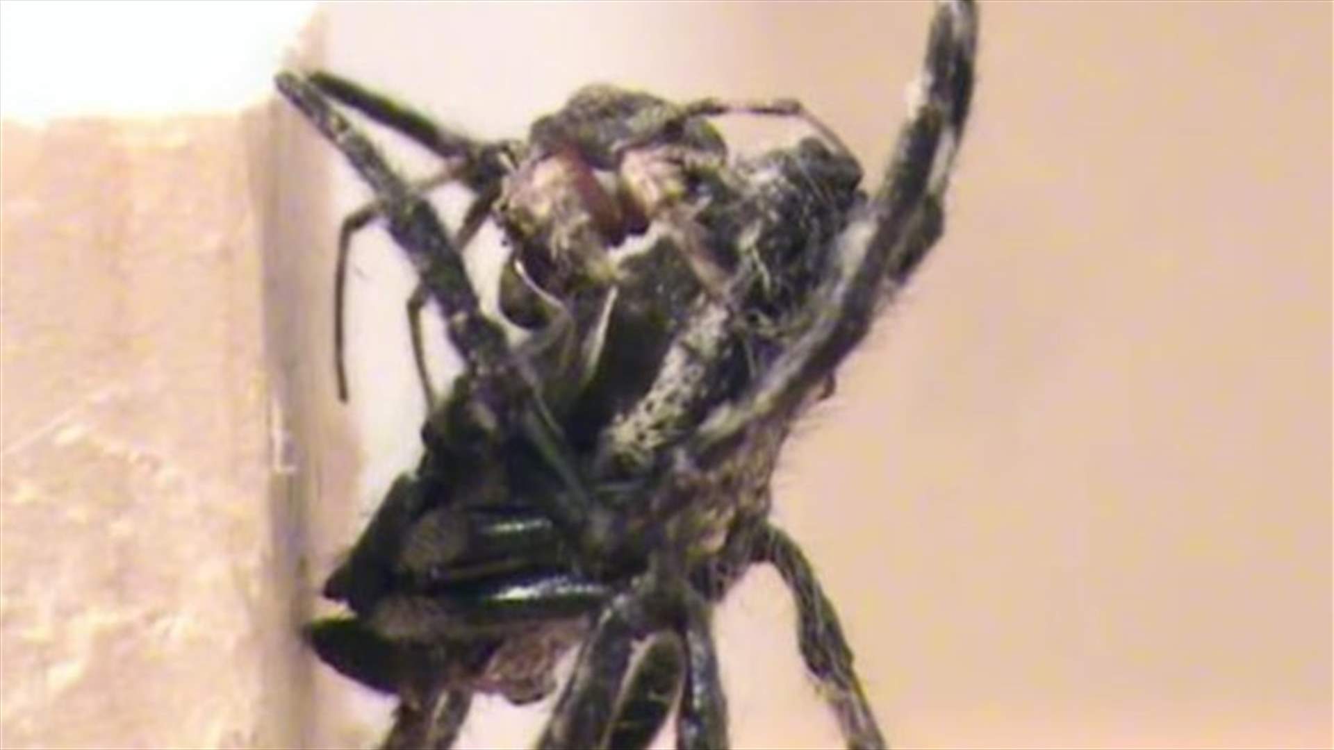 Giant Female Spiders Force Males To Perform Oral Sex-Scientists 