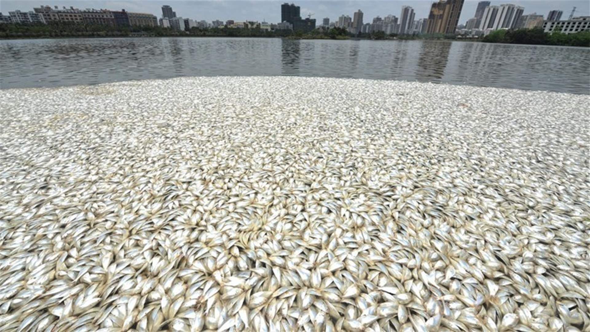 نفوق 35 طنًّا من الأسماك... فاجعة تقلق الصين