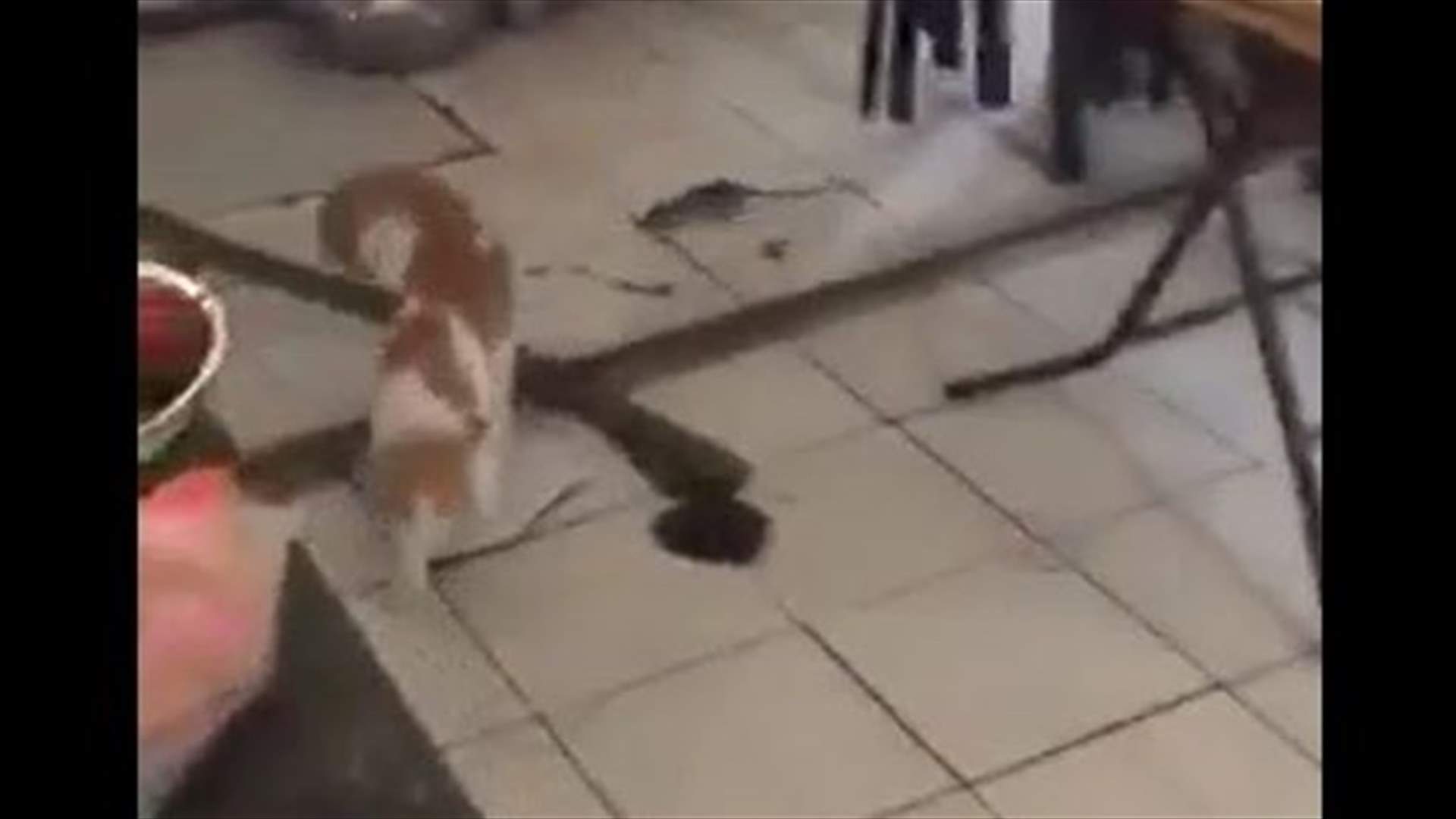 بالفيديو: فأر يُطارد قطّة ويرعبها!