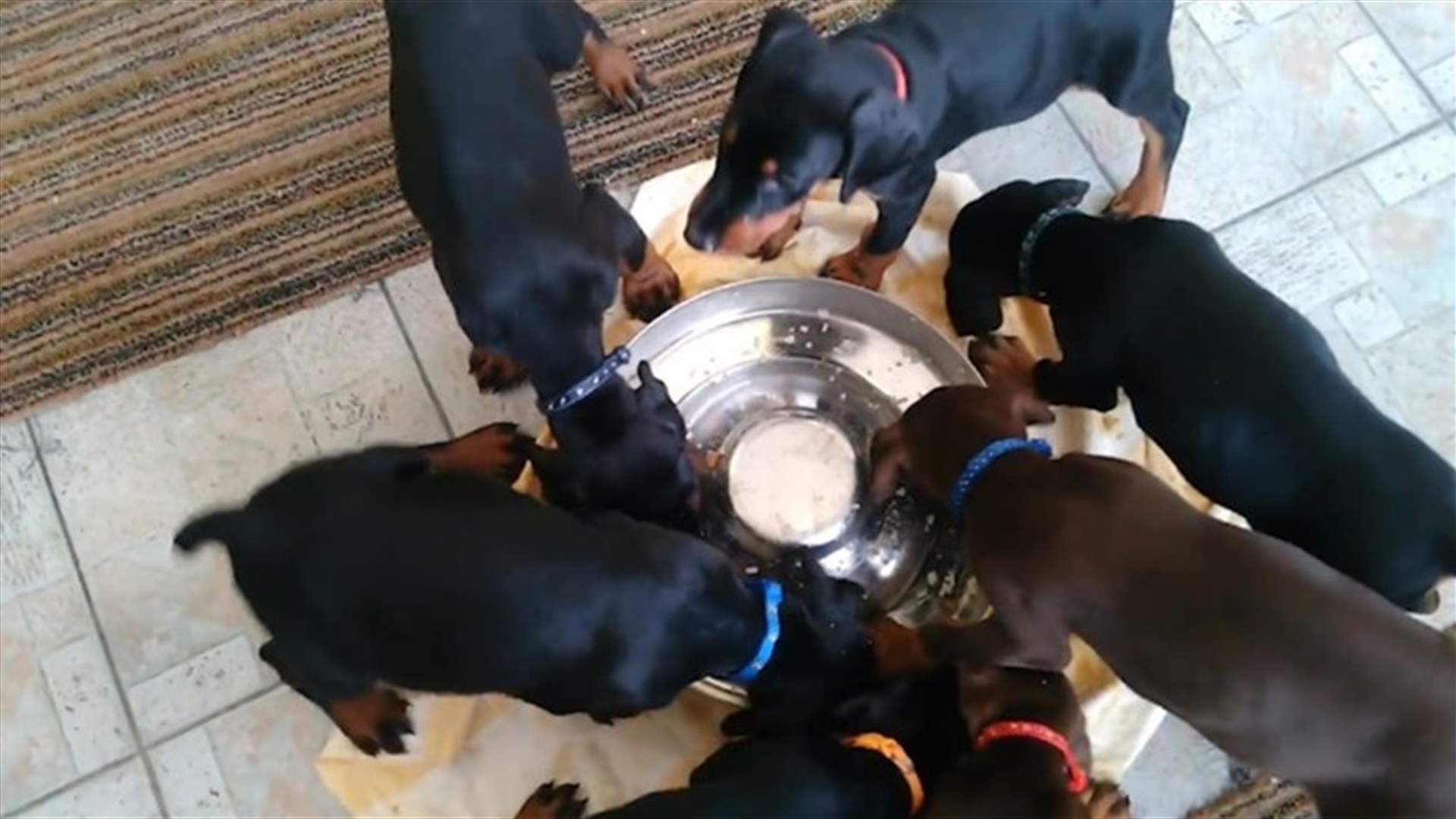 Hypnotic Video Shows Puppies Eating Their Dinner