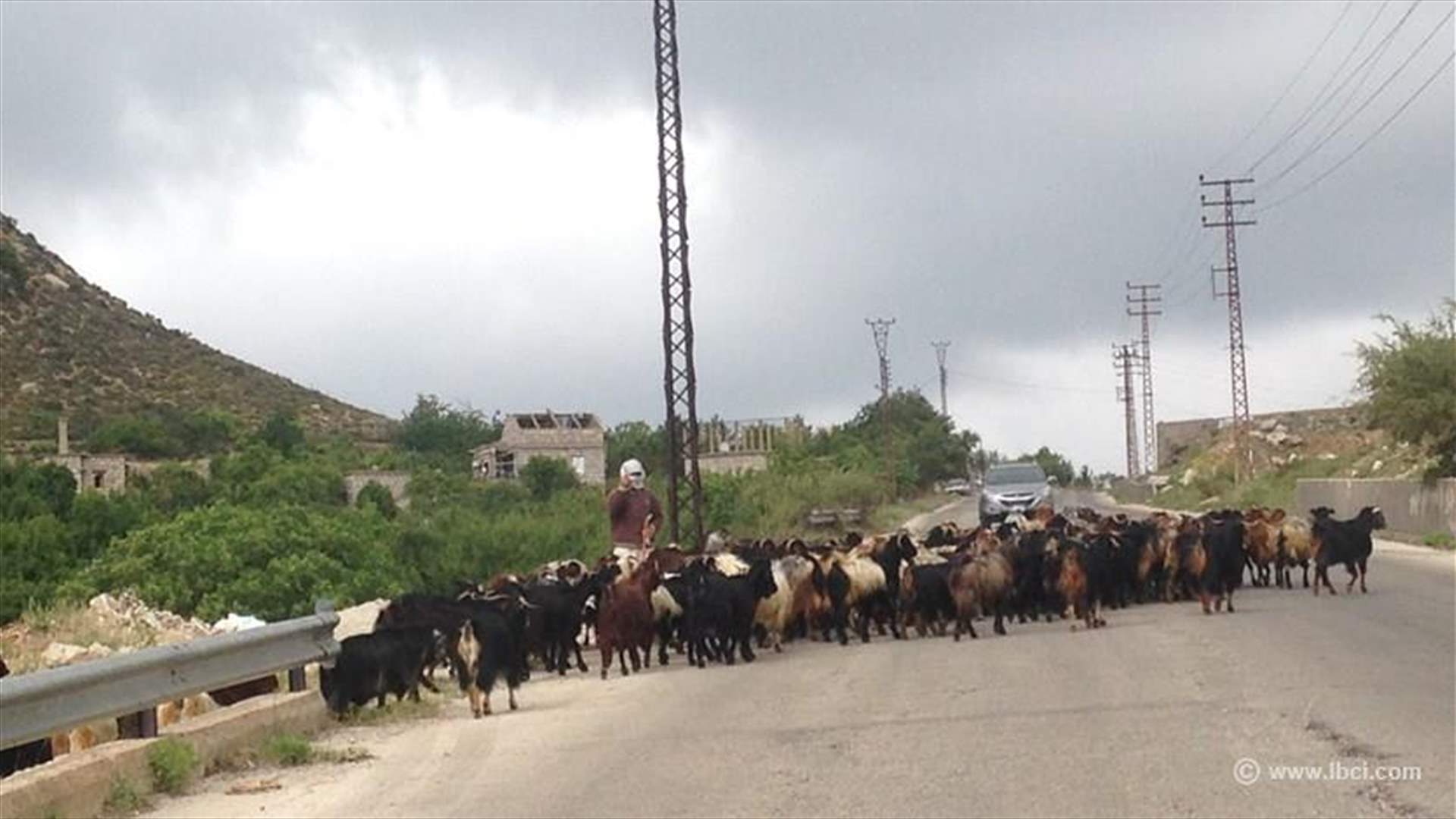 قطيع الماعز إشارة المرور... والراعي بوليس