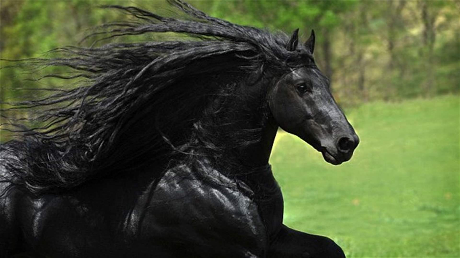 بالصور: الحصان الأجمل في العالم