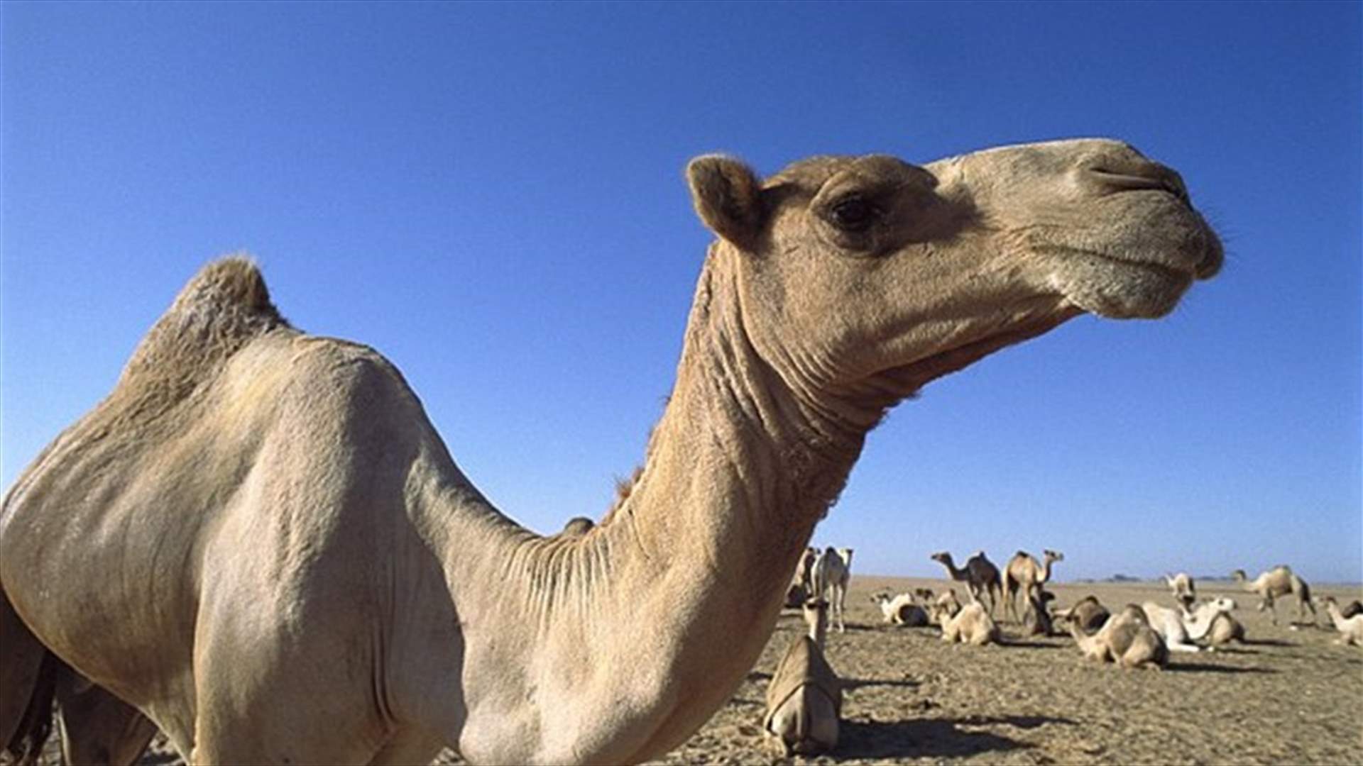 جمل ينتقم من صاحبه الذي تركه في الحرّ بقطع رأسه