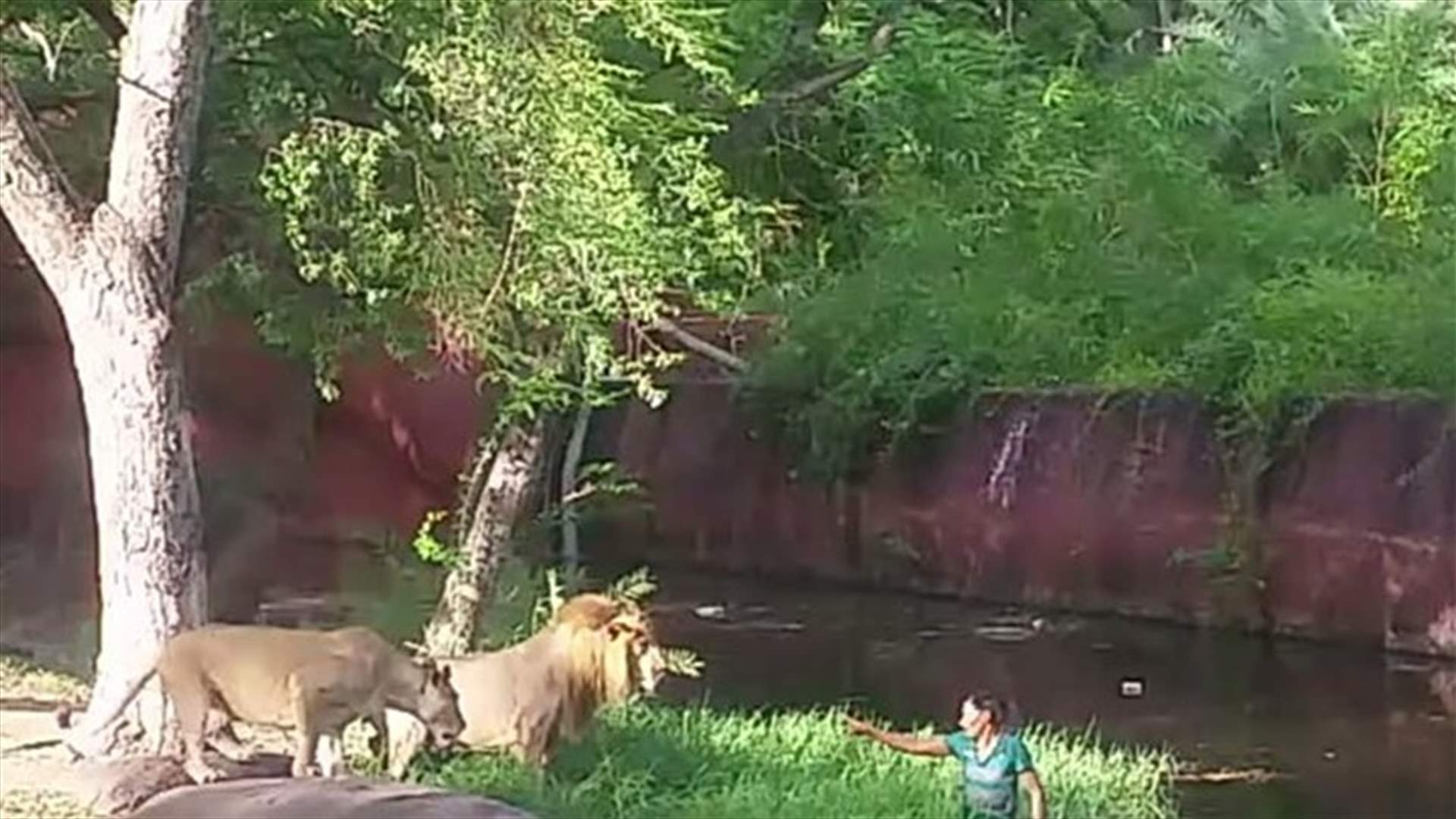 [VIDEO] Shocking Moment 'Drunk' Man Jumps Into Lion Enclosure Only To 'Shake Hands'