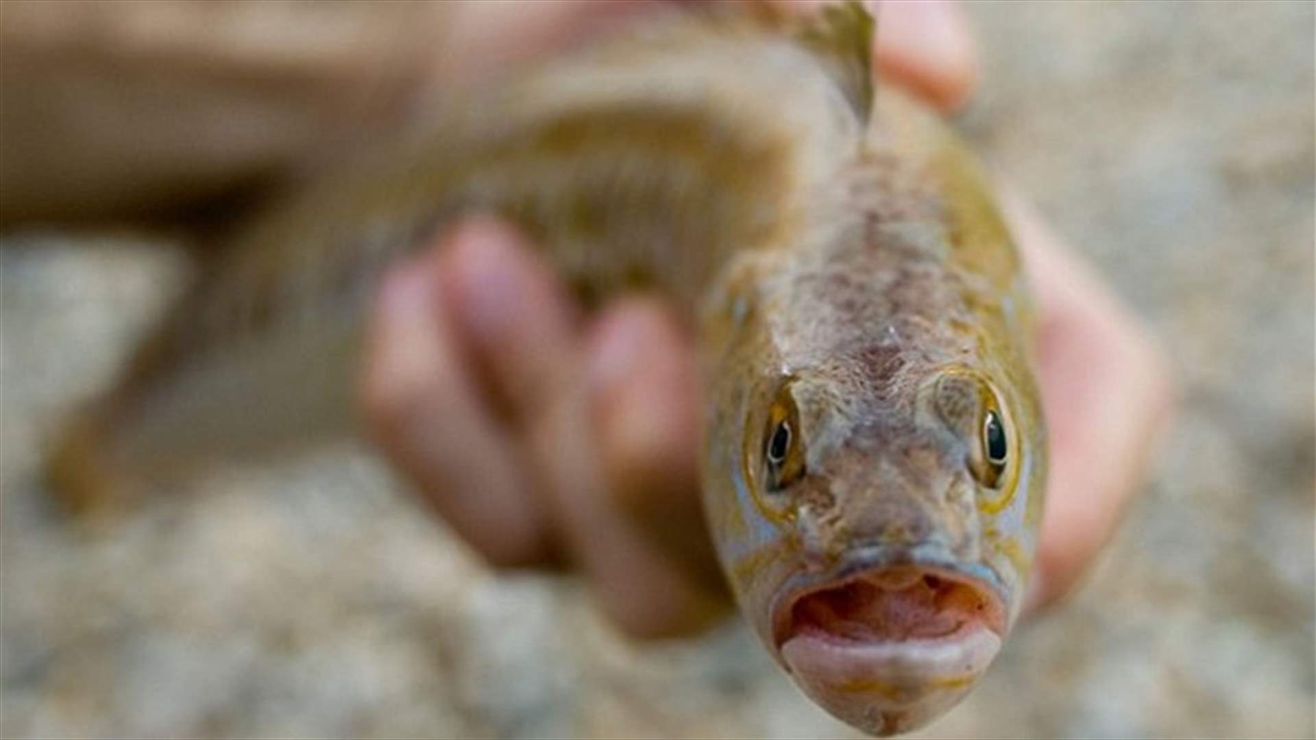 سمكة سامّة تلسع رجلاً سبعينياً... إليكم ما سببت له