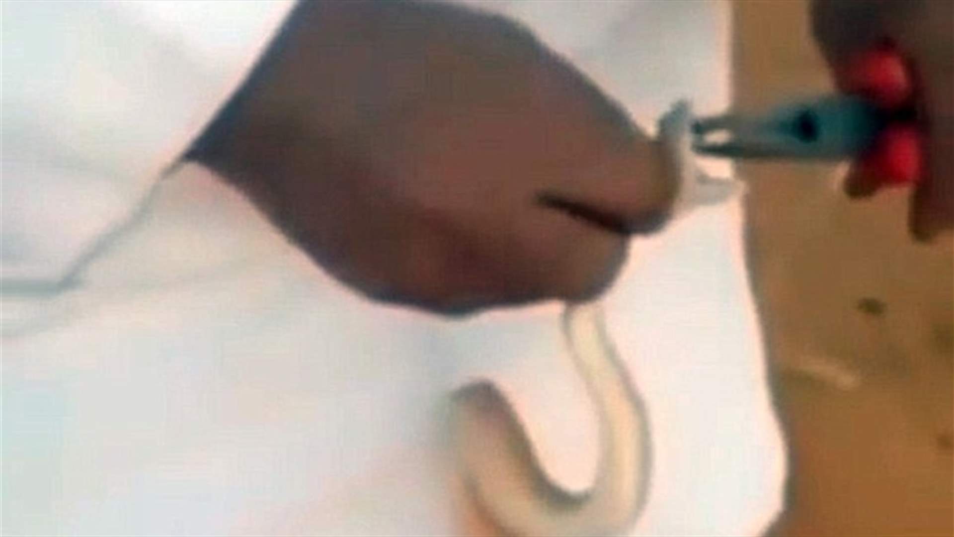 بالفيديو: سعودي انتزع أنياب أفعى يثير غضب روّاد مواقع التواصل الاجتماعي
