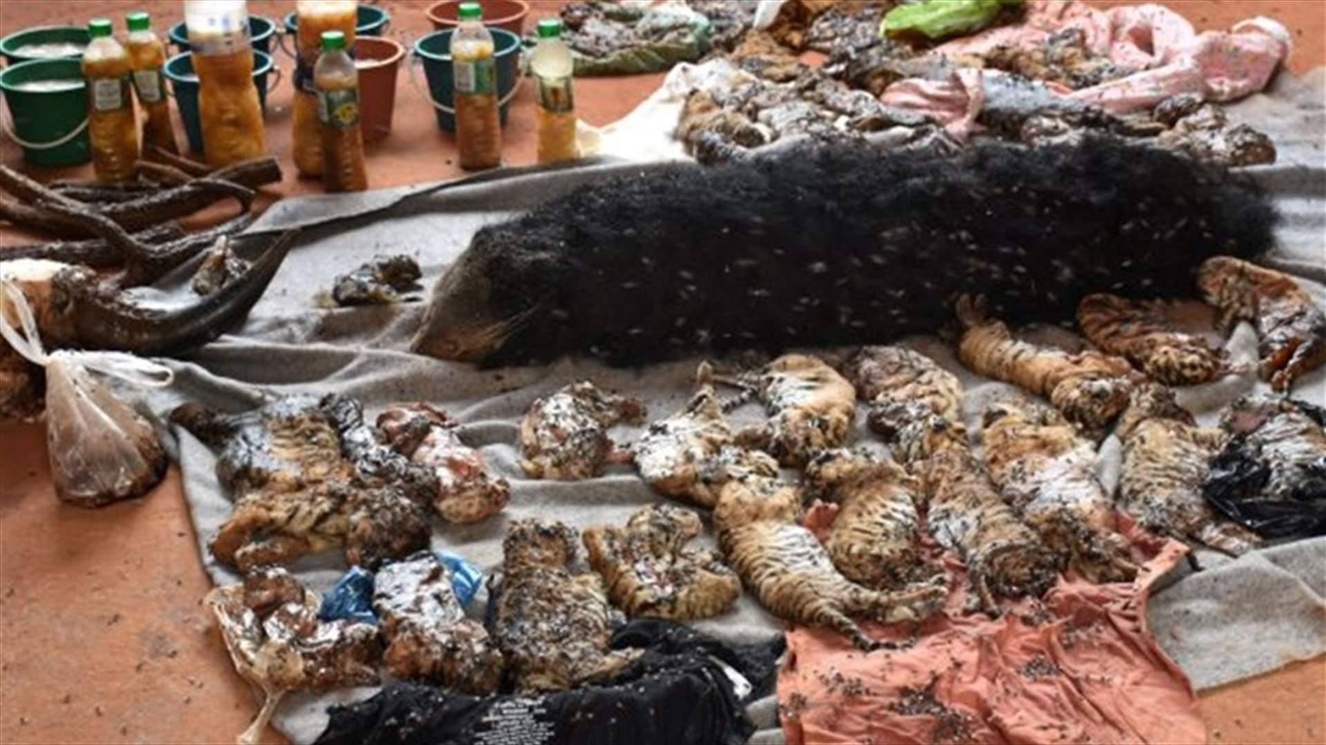 بالفيديو: العثور على 40 صغير نمر في ثلاجة مطبخ!
