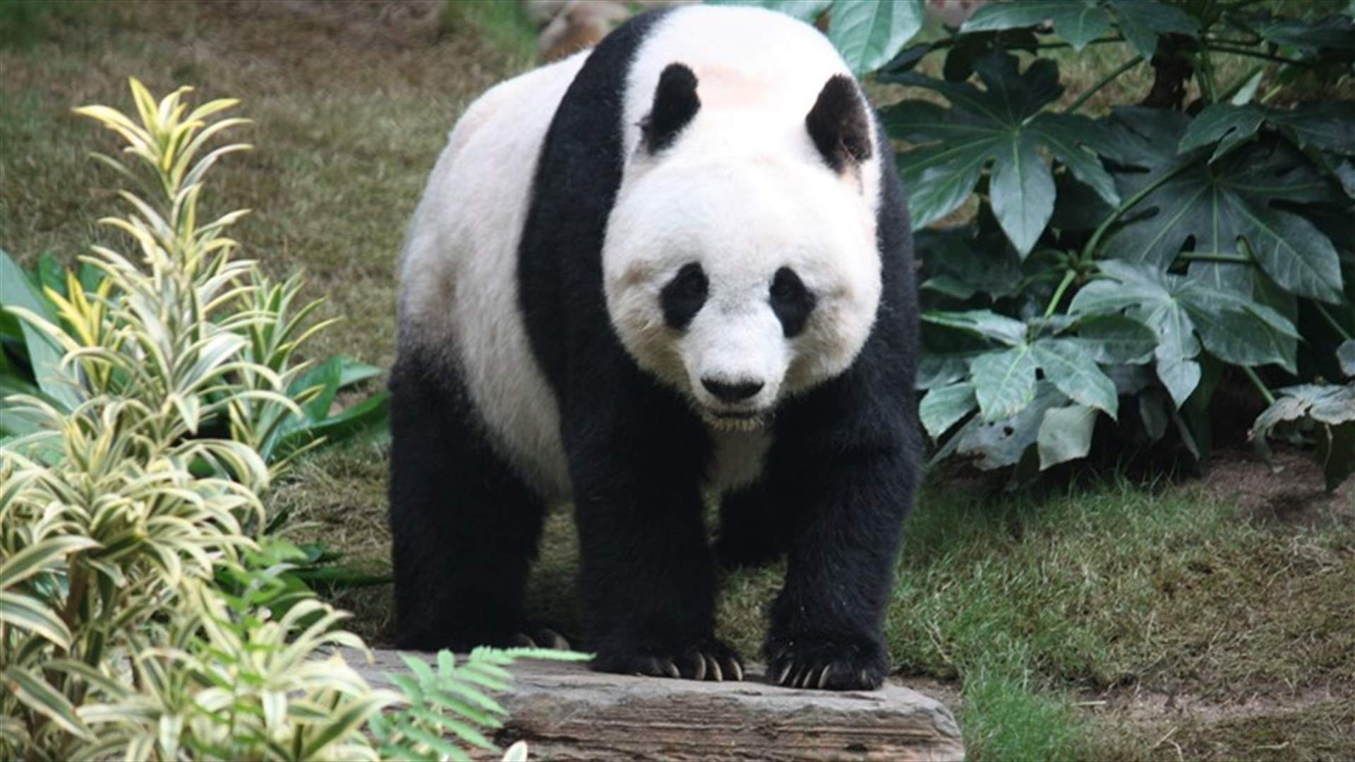 Rare Giant Panda Born In Belgium
