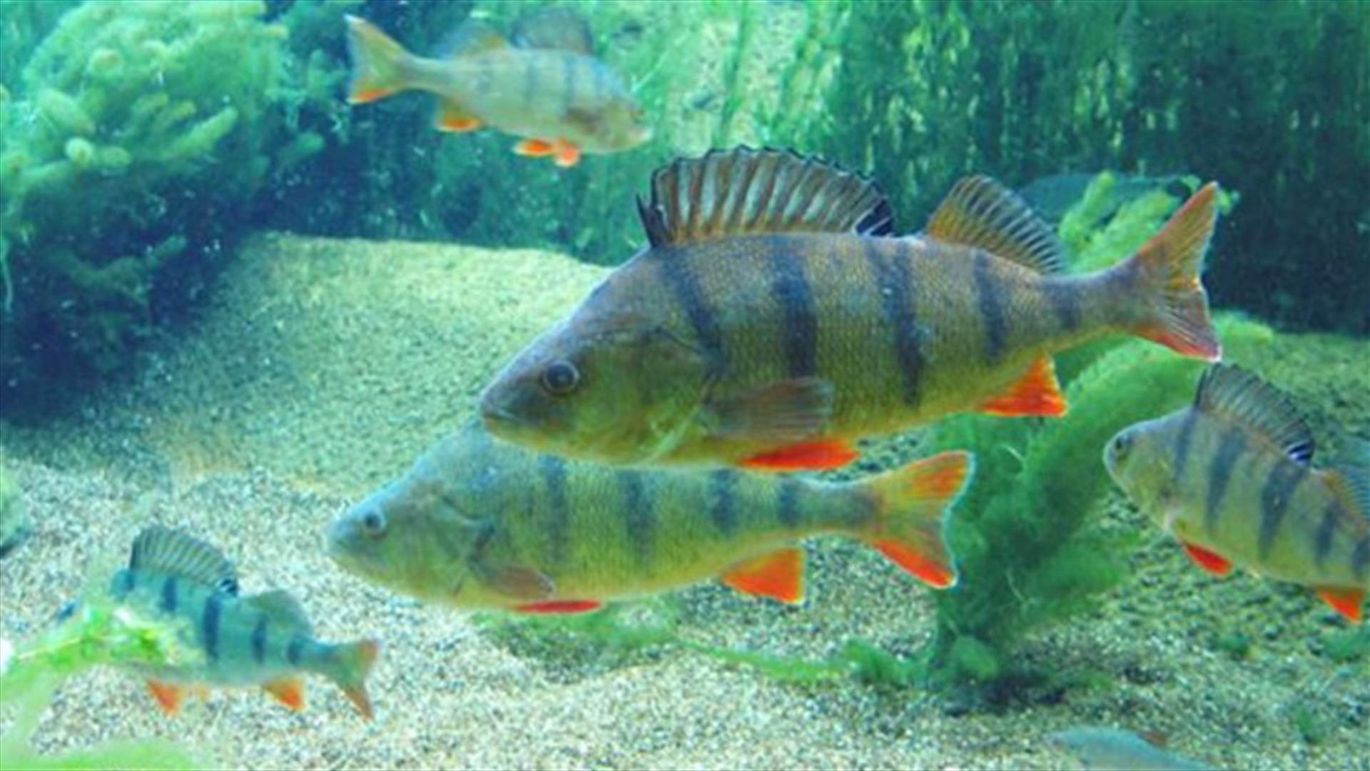 Study Reveals Harm To Fish From Tiny Bit Of Plastic Pollution