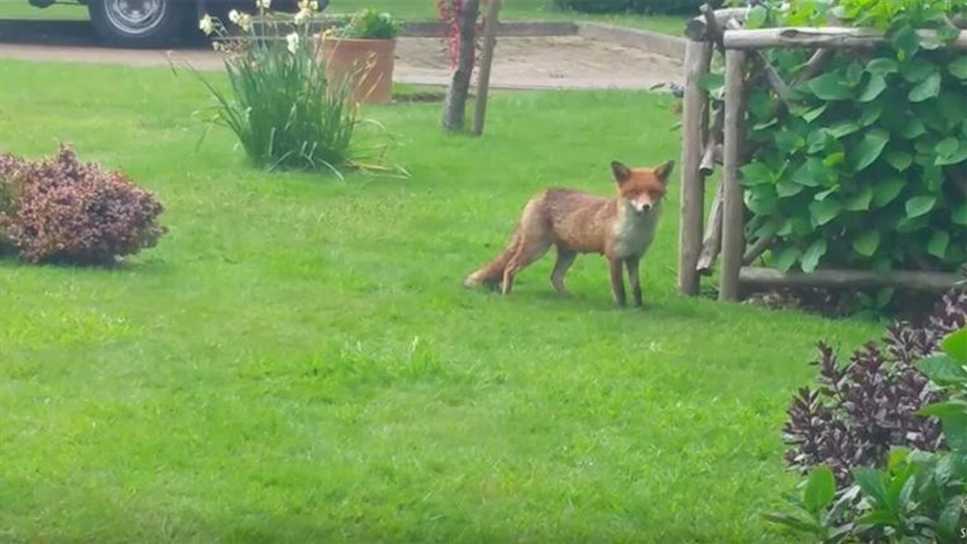 [VIDEO] Mother Patiently Watches While Baby Fox is Being Rescued 
