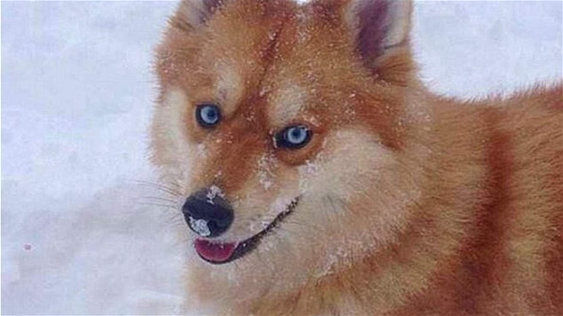 بالصور: كلب أو ثعلب؟