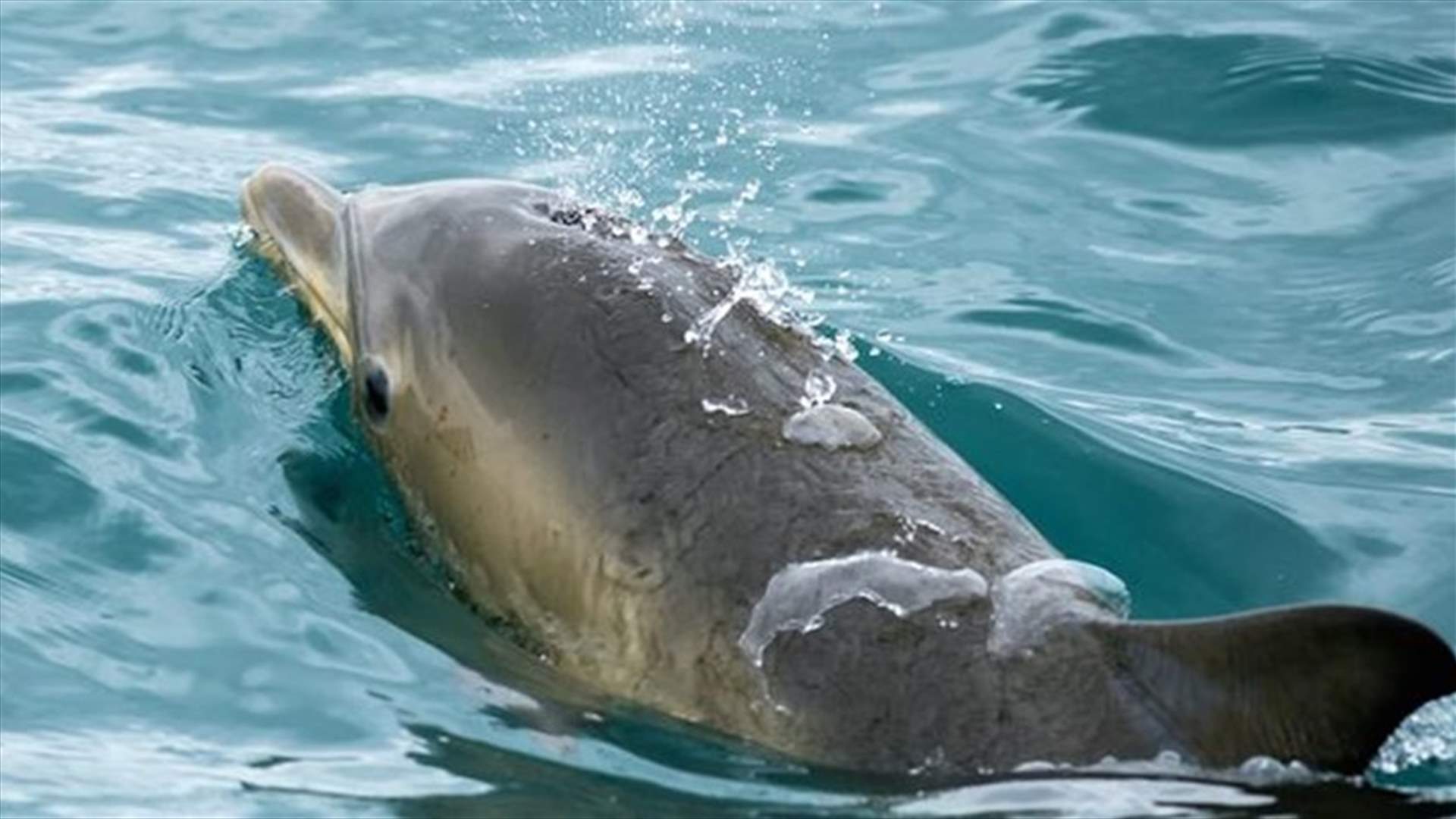 [VIDEO] Holidaymaker Tries Saving ‘Stranded Dolphin’ - Turn out to be a 12Ft Shark