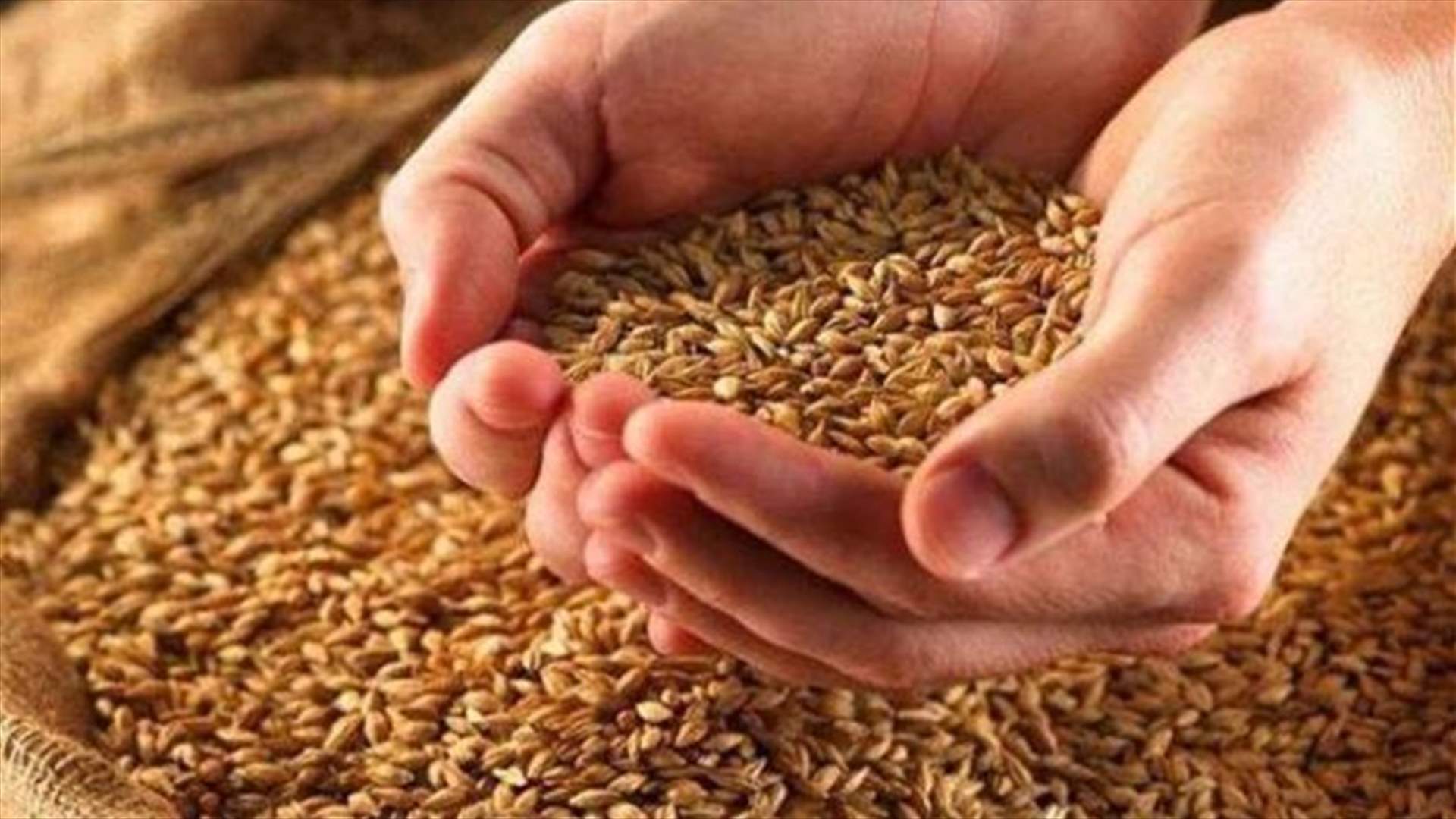 Wheat test samples conformed to specifications but one sample was carcinogenic
