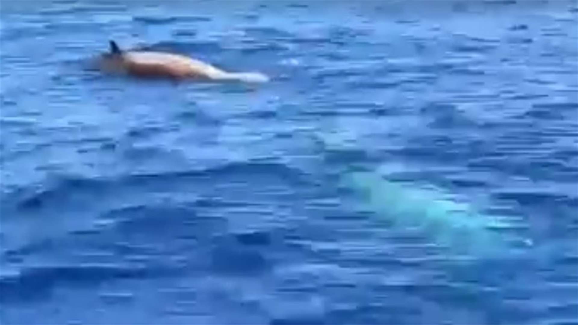 بالفيديو- حيتان في عرض البحر قبالة ساحل الضبيه