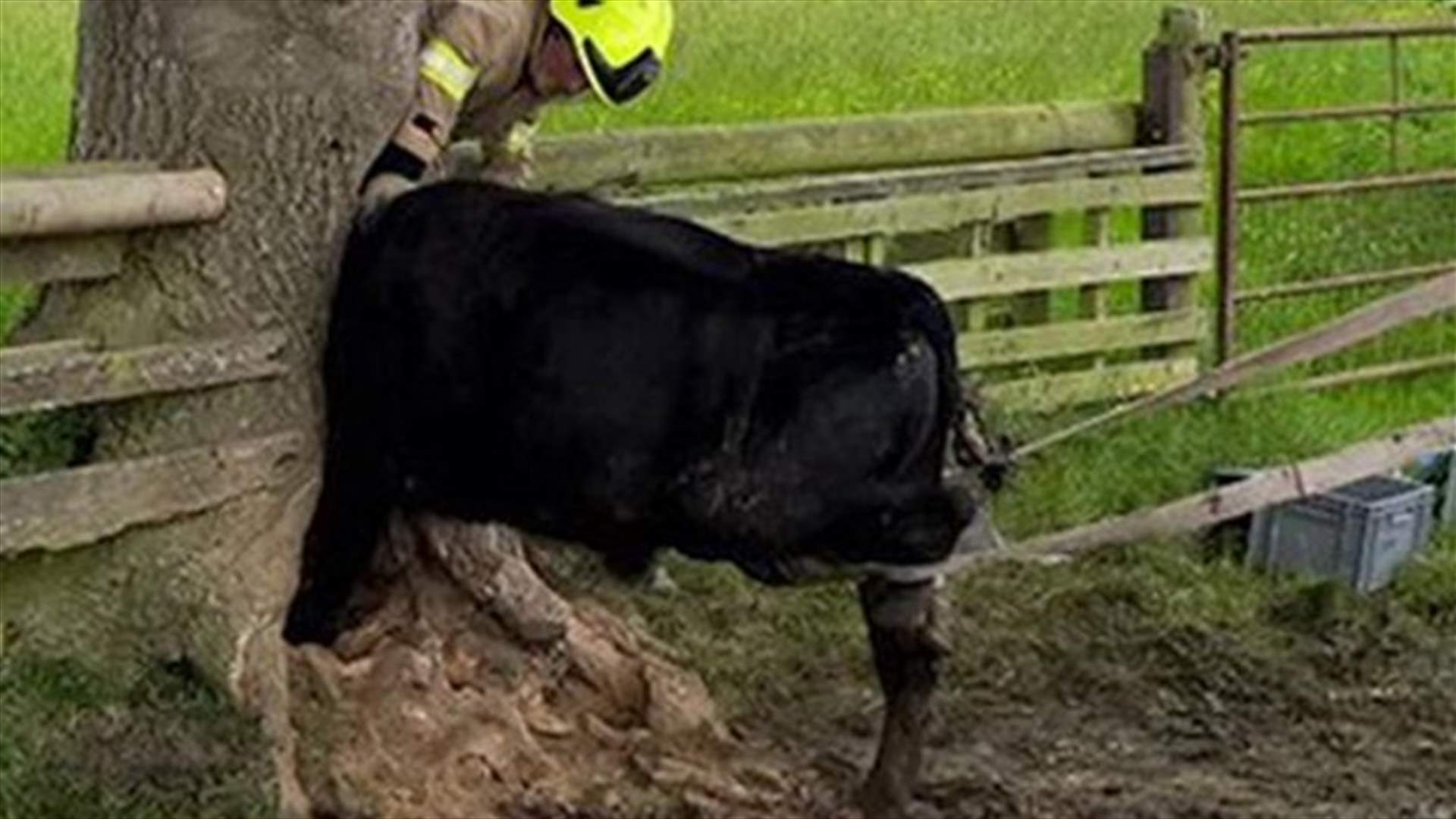 [PHOTOS] Clumsy Cow Rescued After Getting Head Stuck Inside Tree