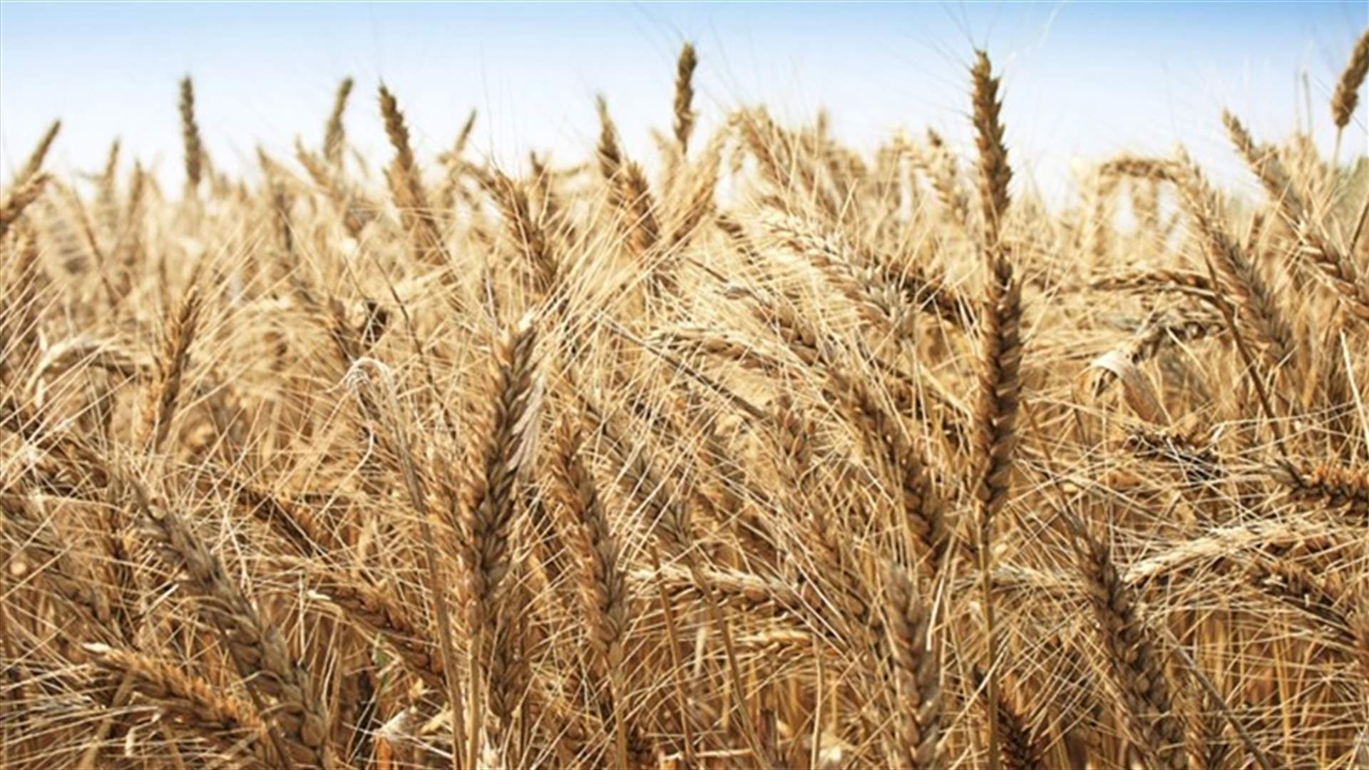 Saudi Arabia says tenders to buy 300,000 tonnes of hard wheat