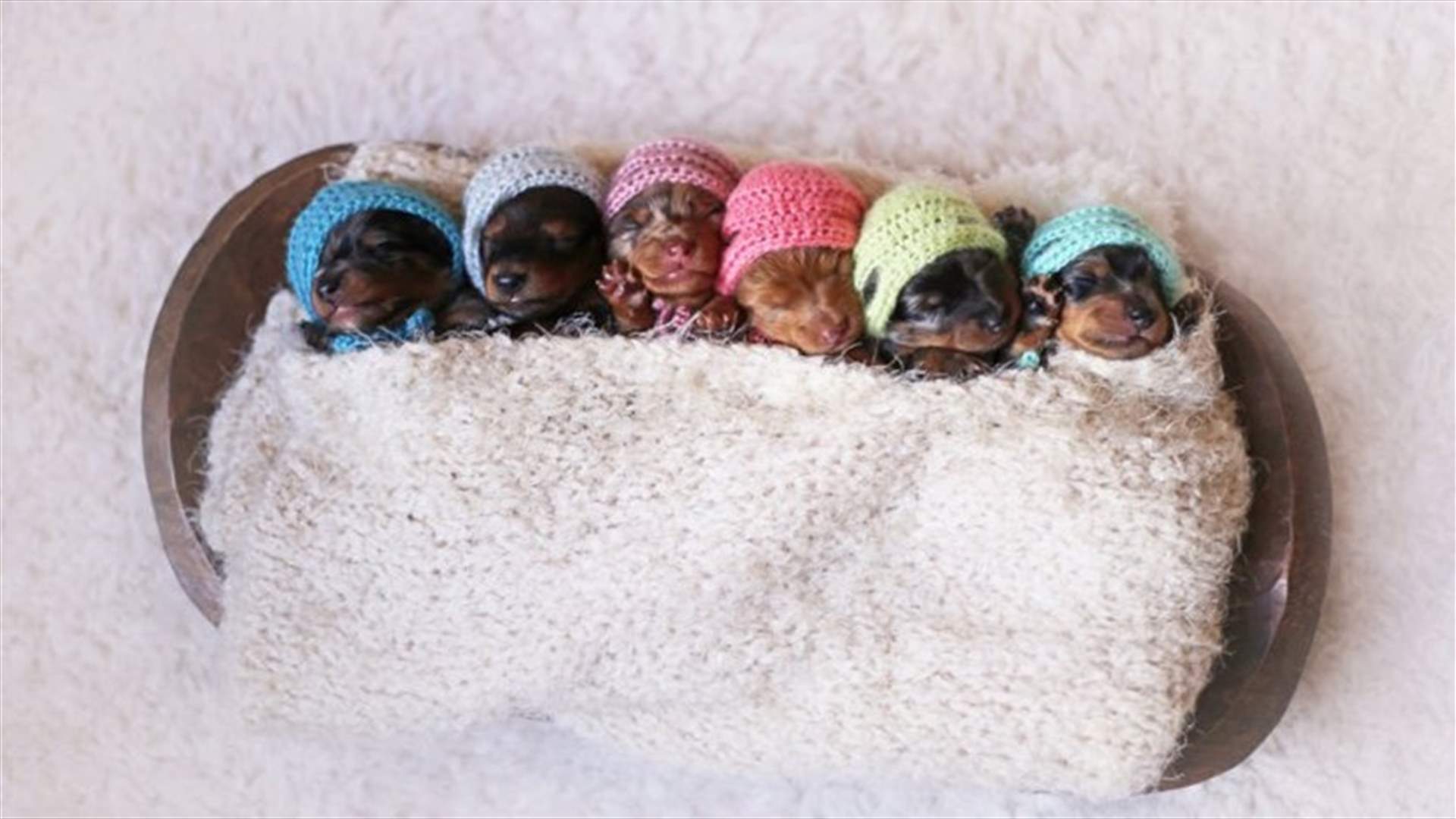 [PHOTOS] Dog Poses with Newborn Puppies for Maternity Photoshoot