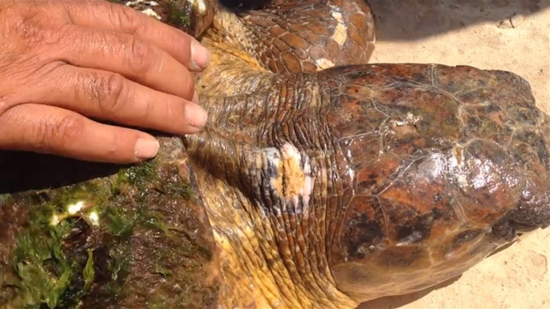 بالفيديو...ما هو مصير السلحفاة التي تعرضت للتعذيب على شاطىء بالرميلة؟