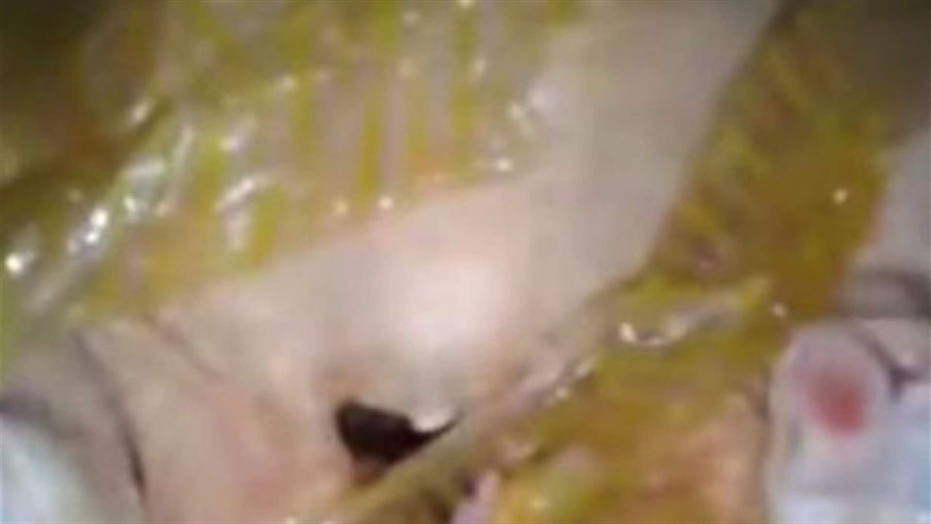 دجاج غير مطابق في الارجنتين!