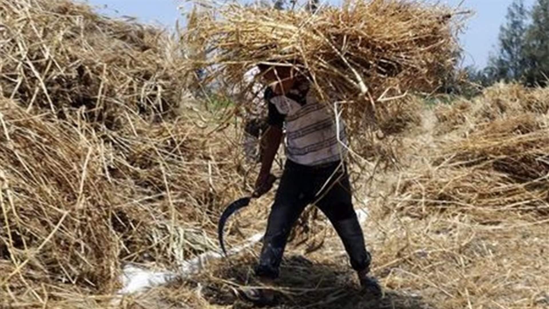 Egypt's supply ministry rejects wheat fraud allegations