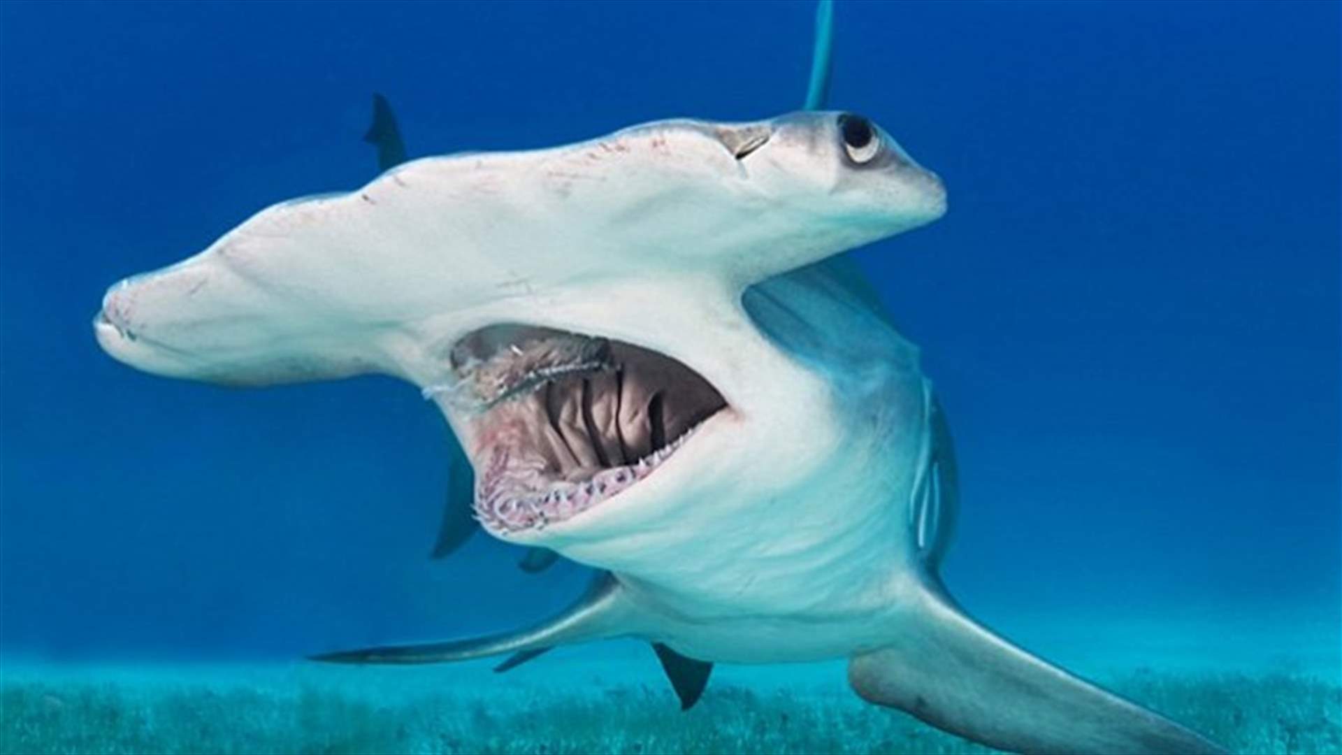 التقط صورة مع قرش رأس المطرقة المرعب!