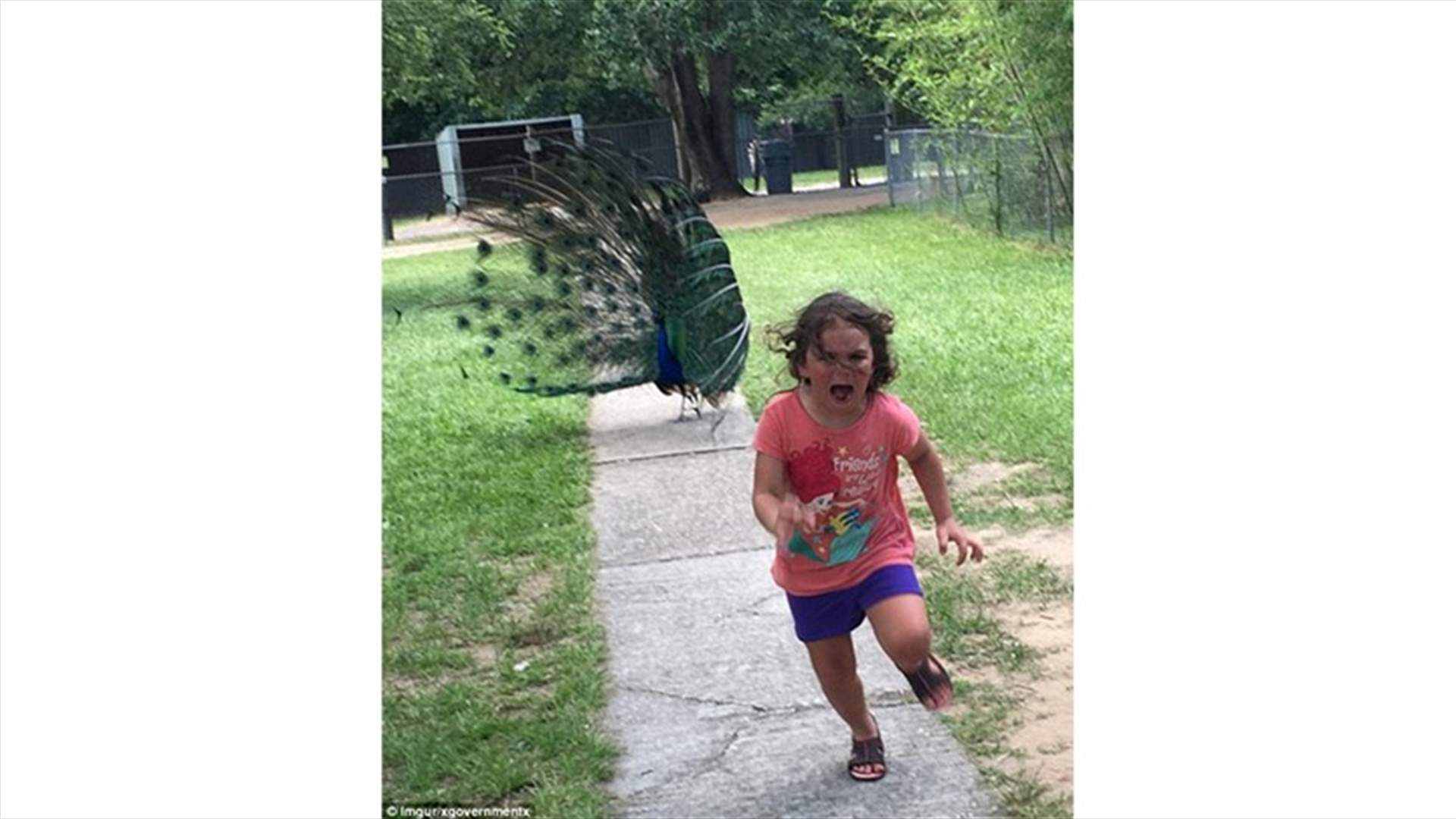 طفلة تهرب من طاووس تصبح نجمة على الانترنت