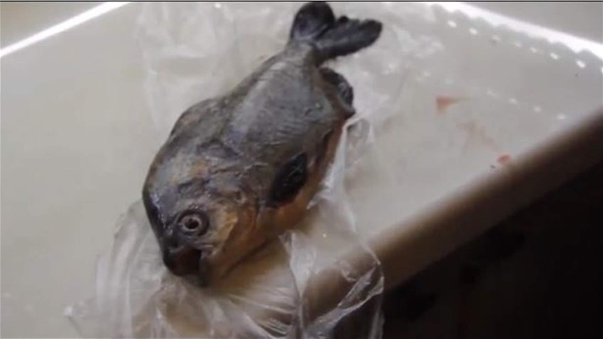 بالفيديو: سمكة بأسنان بشرية!